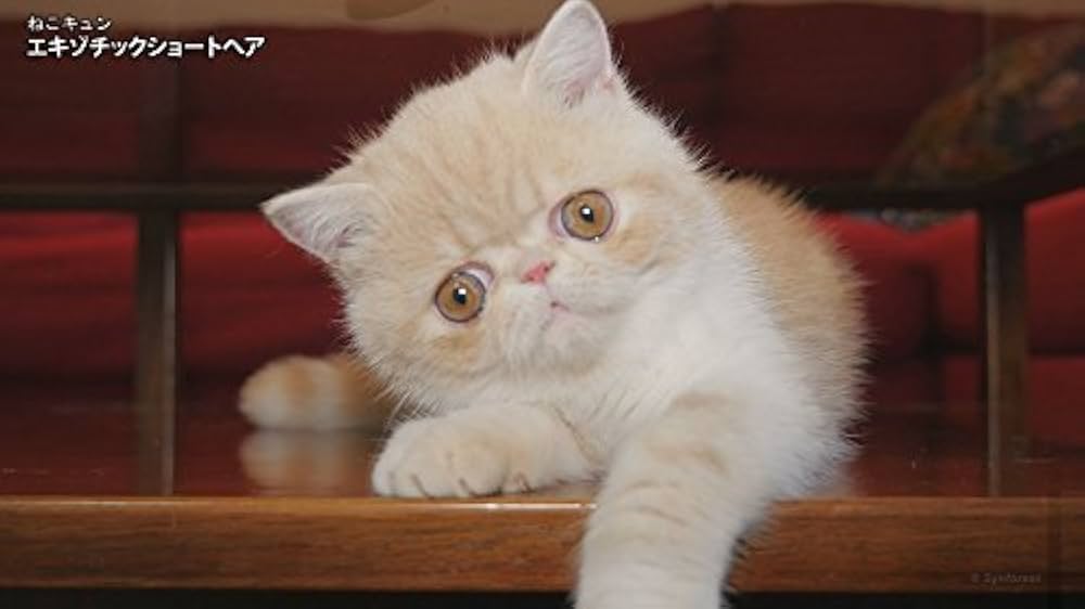 Amazon.co.jp: シンフォレストDVD ねこキュン 癒しのにゃんこ